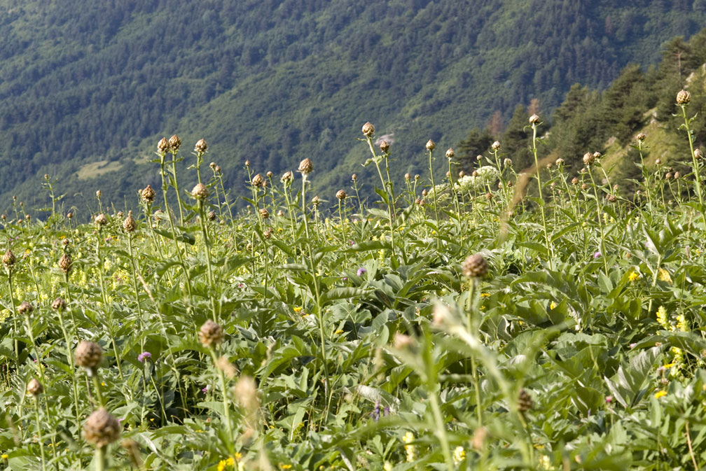 Rhaponticum bicknellii / Fiordaliso di Bicknell